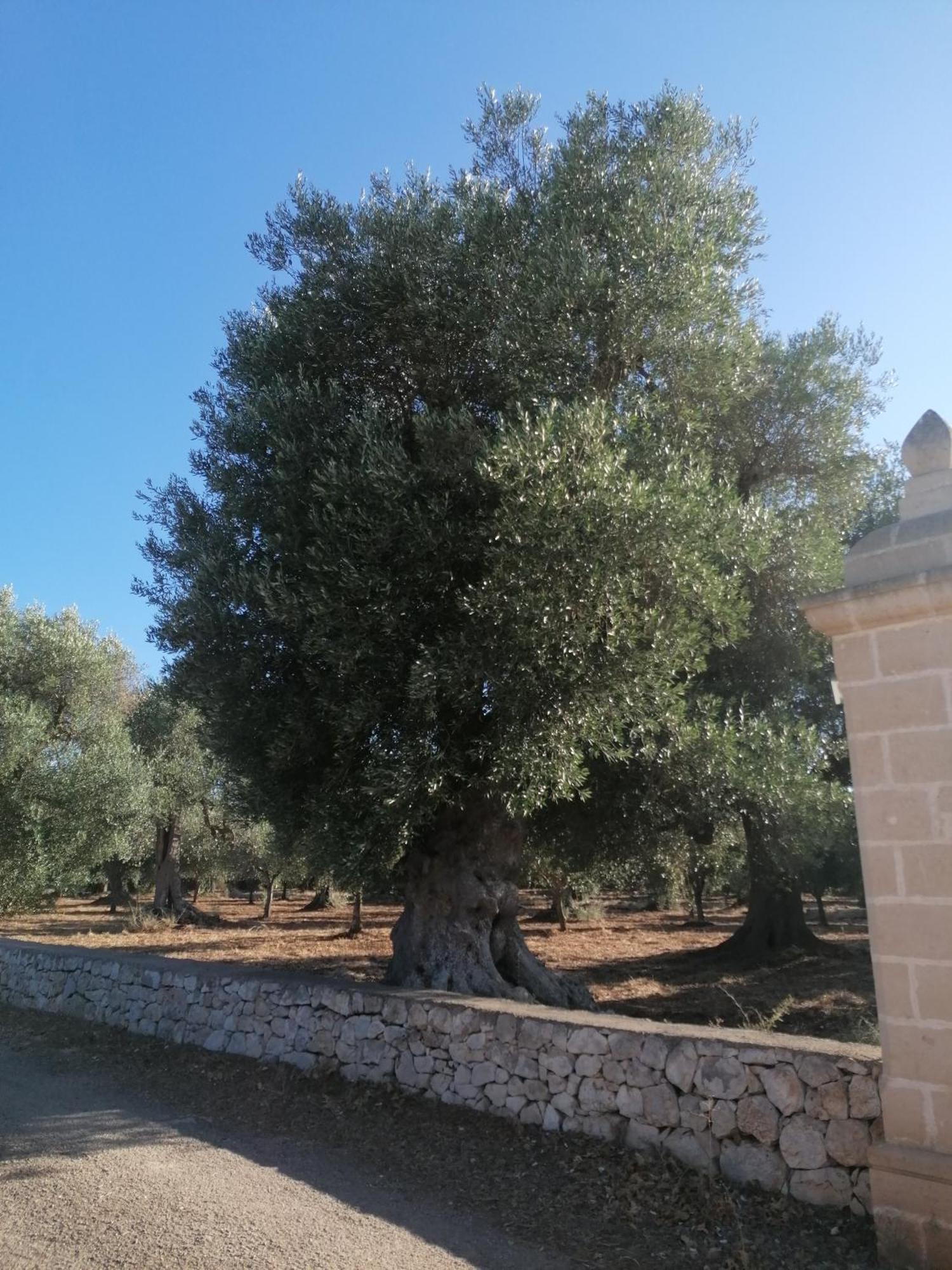 Masseria Le Betulle Сан Вито дей Нормани Екстериор снимка